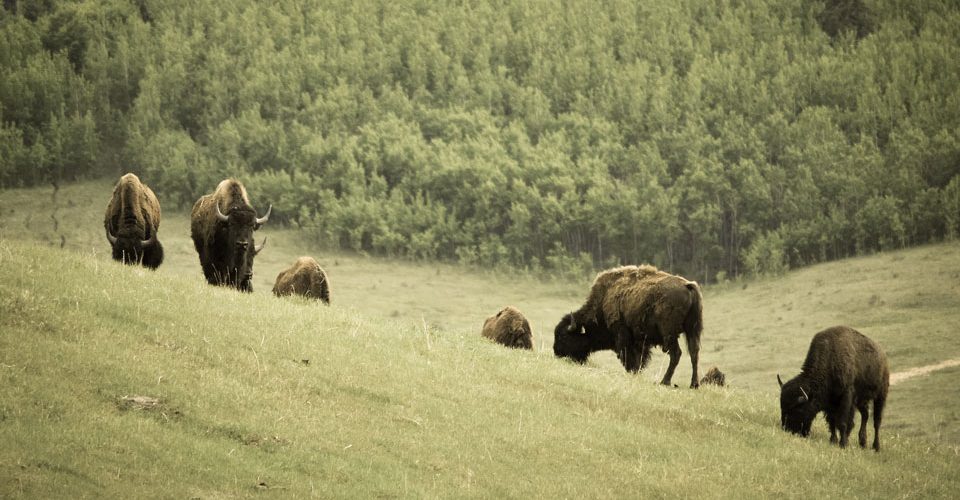 Canadian Rocky Mountain Ranch by Gonzalo Pineda Zuniga | Flickr