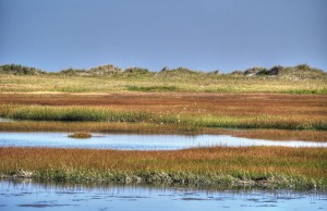 Cape Sable Island salt marsh Lisa Szabo-Jones