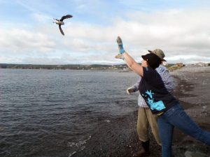 Volunteers release puffin fledglings off the coast of Newfoundland.