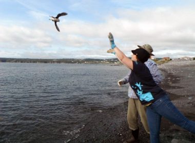 Volunteers release puffin fledglings off the coast of Newfoundland.