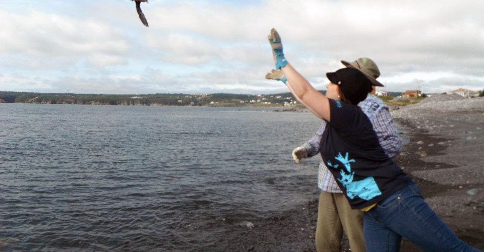 Volunteers release puffin fledglings off the coast of Newfoundland.