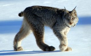 (Photo: a Canadian lynx walks through the snow)