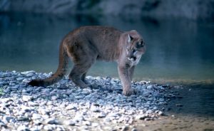 (Photo: a cougar stands on a riverbank)