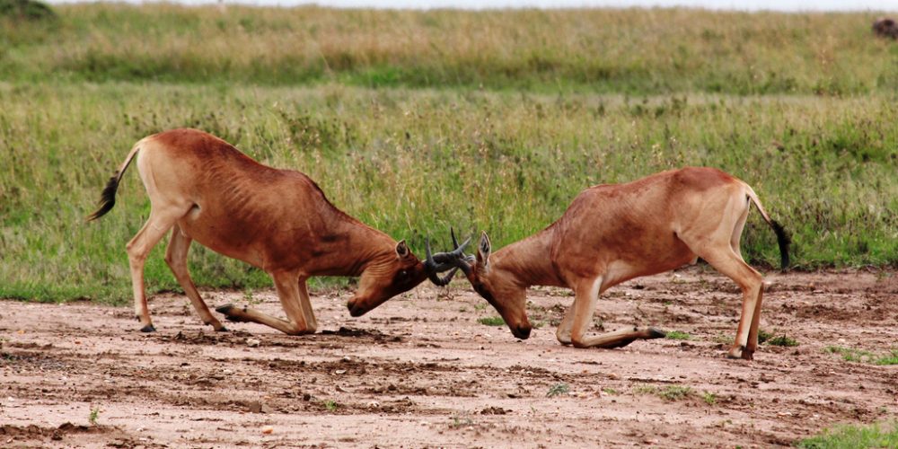 Fighting Hartebeest