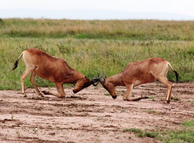 Fighting Hartebeest