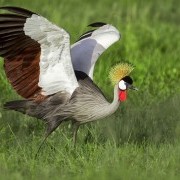 Grey Crowned Crane/ Photo by Shawn Olesen