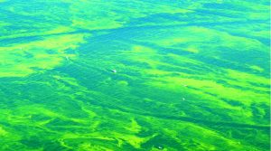 Algal bloom on Lake Erie