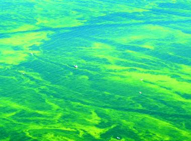 Algal bloom on Lake Erie