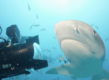 SharkwaterExtinction_RobStewart_FilmsLemonShark