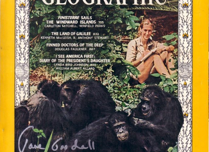 Jane Goodall on the NatGeo 1965 cover