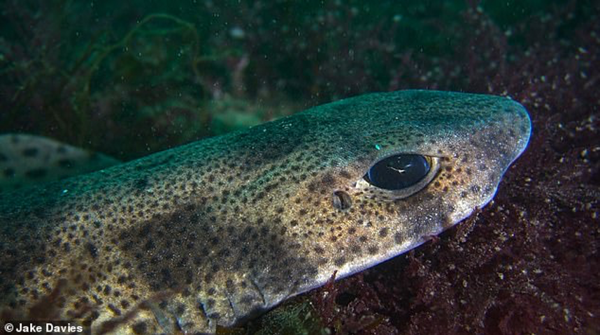 Sea Bed Shark