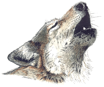 Ours to Save: The Case for the Algonquin Wolf - A\J