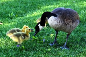 canada goose