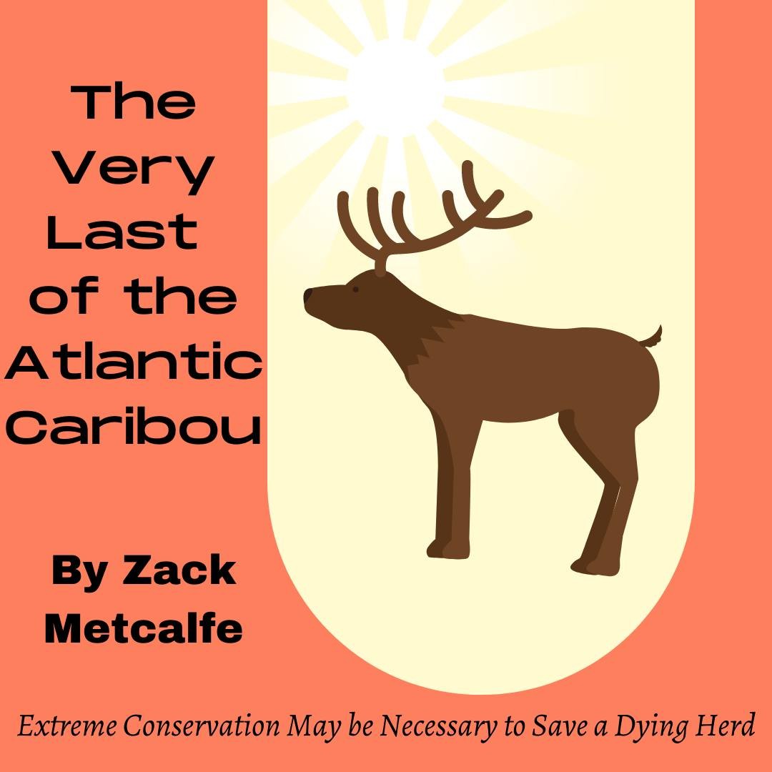 The Very Last of the Atlantic Caribou - Join @zack_metcalfe in his newest monthly column! This exceptionally written piece takes a look at the population and distribution of the Atlantic Caribou over time in Canada, and the conservation measures we need to take to ensure their future! Click the link in our bio, or head to alternativesjournal.ca to read today!
.
.
.
#environmentaljustice #ecofriendly #sustainability #zerowaste #environmental #ecology
#environmentalism #environmentalist #environment #environmentallyfriendly #nature #climatechange #construction
#vegan #conservation #sustainable #environmentaleducation #savetheplanet #environmentalscience