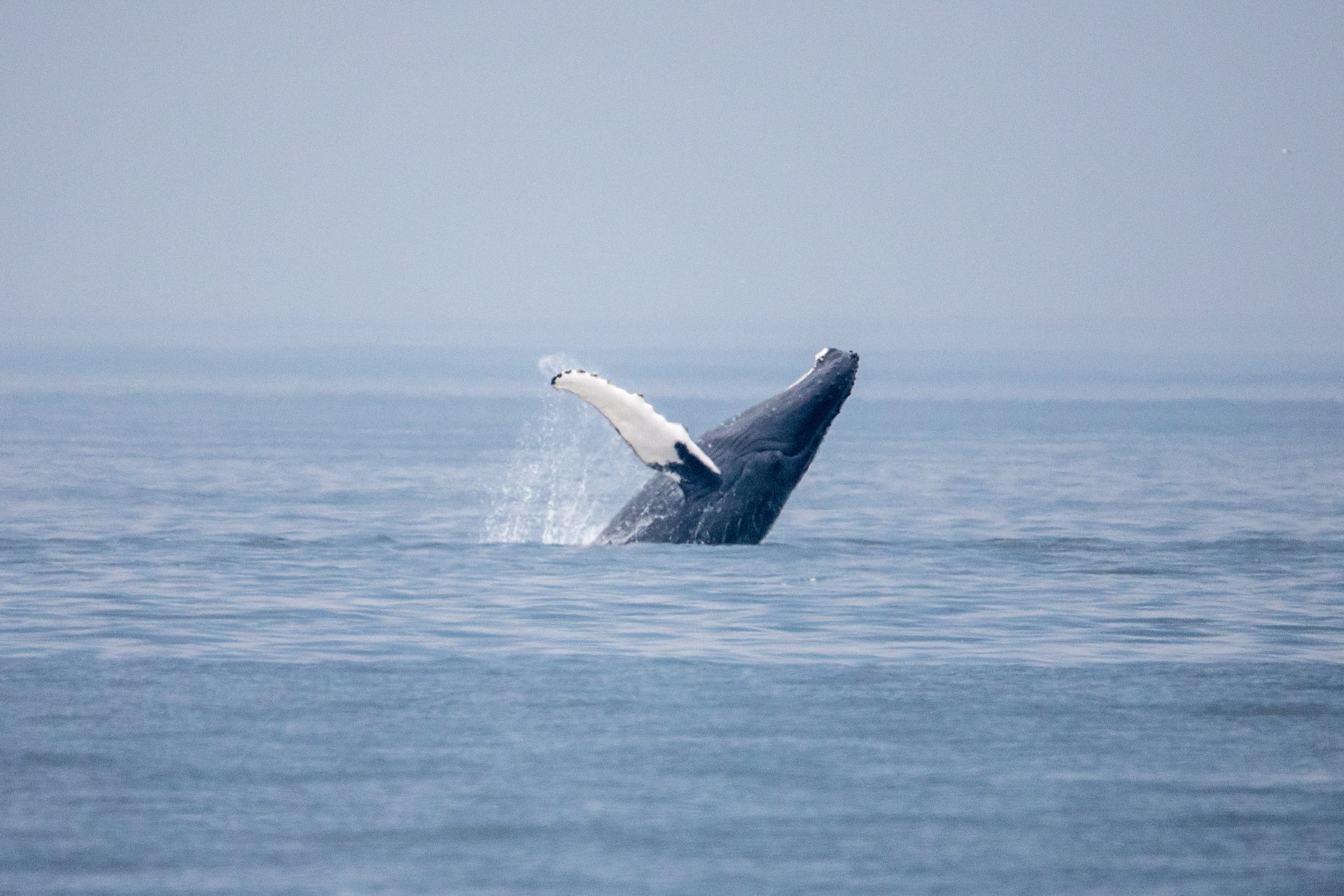 Humpback Whale Breaching