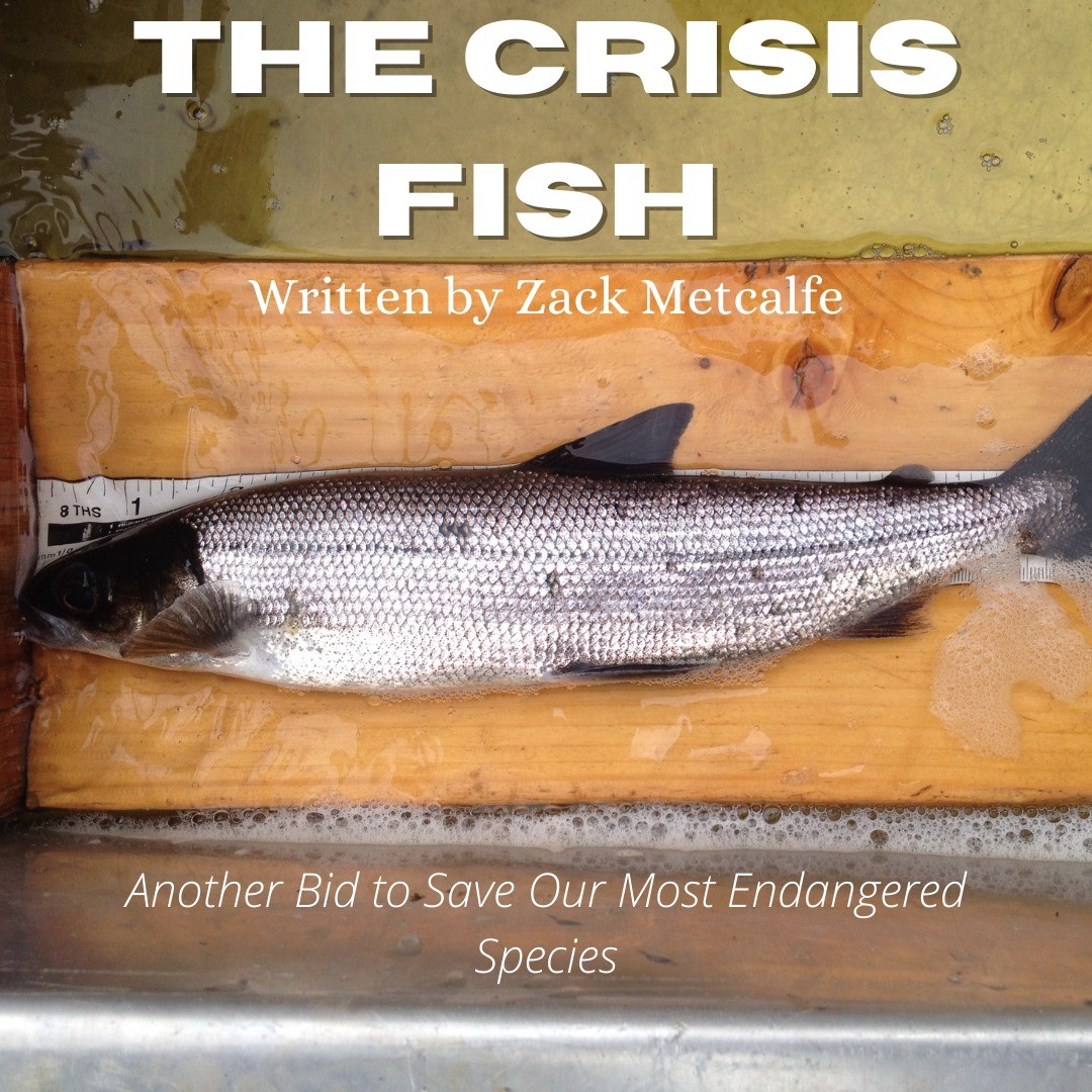 The Crisis Fish - Join @zack_metcalfe for the newest addition to his monthly column! This month Zack took a deep dive into the Atlantic Whitefish, Canada's most endangered species, and the ways we hope to ensure its future survival! Don't miss out on this great article by heading to our bio, or alternativesjournal.ca
.
.
.
#conservation #wildlife #nature #wildlifephotography #animals #wildlifeconservation #photography #environment  #travel #naturelovers #animal #biodiversity #sustainability #wild #ocean #endangeredspecies #climatechange #outdoors #art #animalsofinstagram #atlanticwhitefish