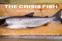 The Crisis Fish
