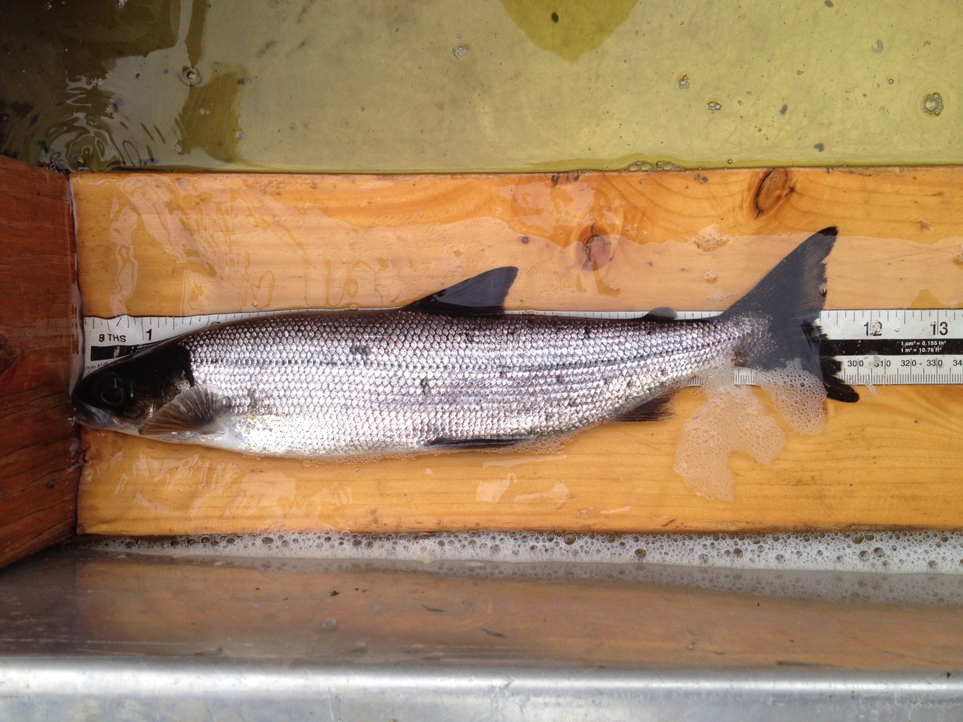 Atlantic Whitefish