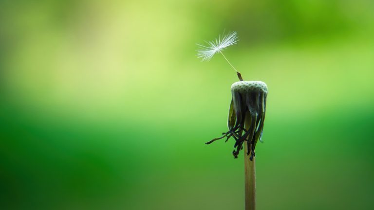 Dandelion