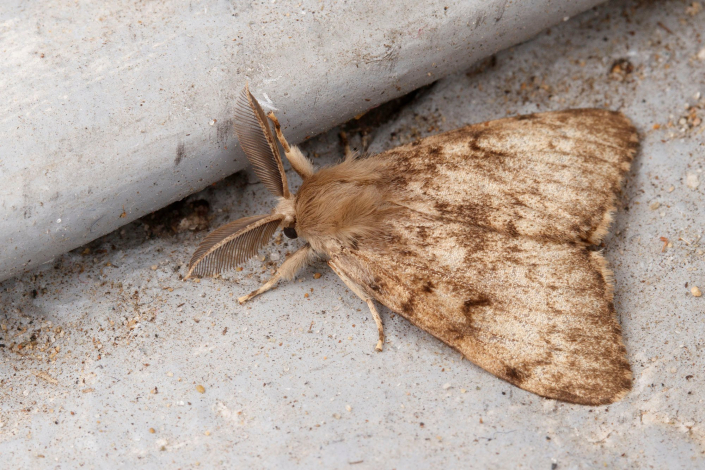 Spongy Moth