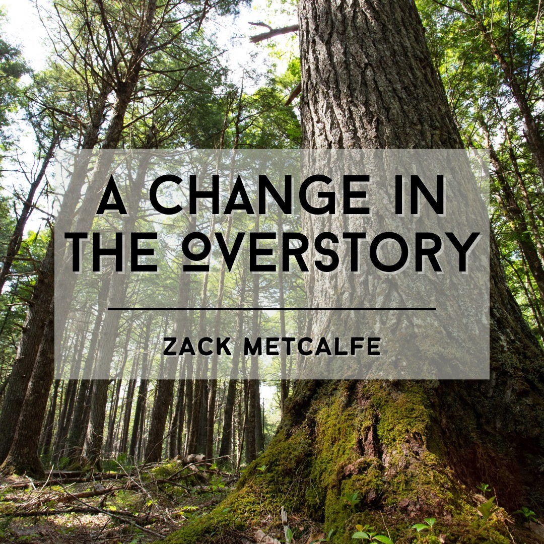 Our latest "Eastern Perspectives" column is here! This month, Zack Metcalfe explores Nova Scotia's old growth forests. Focusing on the Eastern Hemlock, Zack discusses the threats that these populations face and what the future may hold for this species. 🌲 Give it a read at the link in our bio. 
.
.
.
#trees #forests #conservation #forestry #easternhemlock #hemlock #nativetrees #nature #habitat #wildlife #environment #ecology #restoration #sustainability #maritimes #oldgrowth #novascotia #atlantic #biodiversity #canada #canadian #climatechange