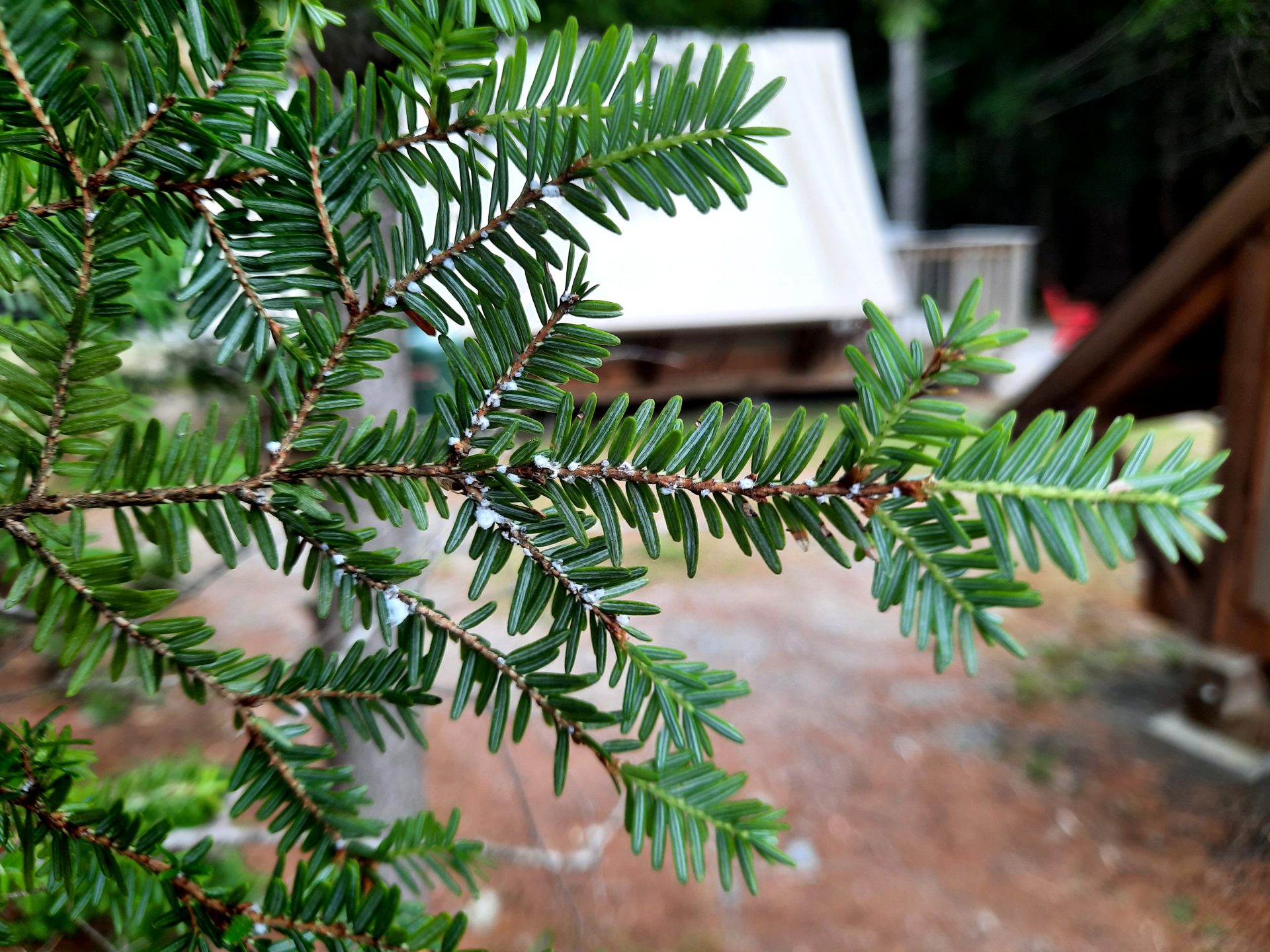 Hemlock Woolly Adelgid