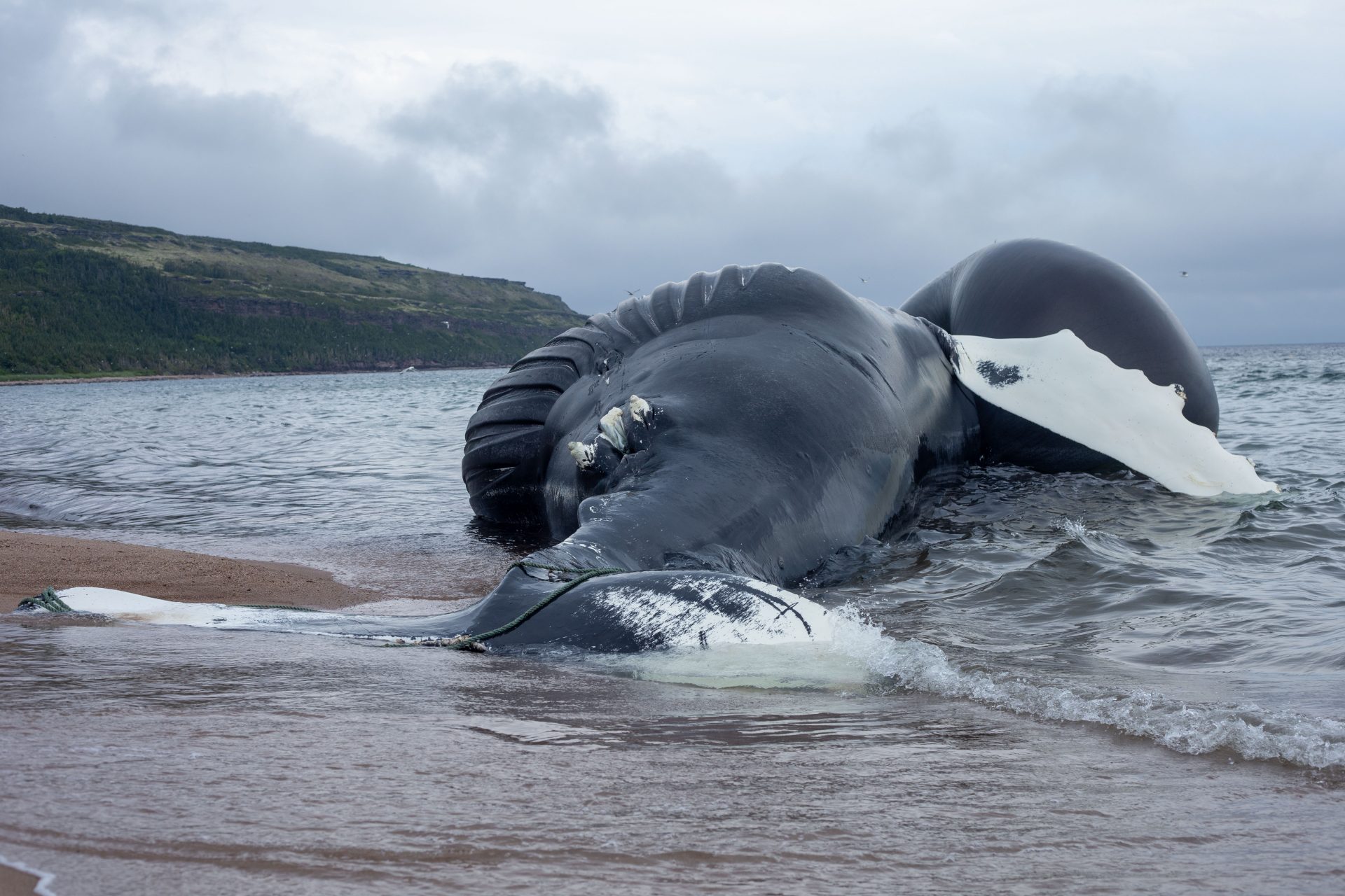 A dead Humpback whale in L'Anse-au-Loup, Labrador