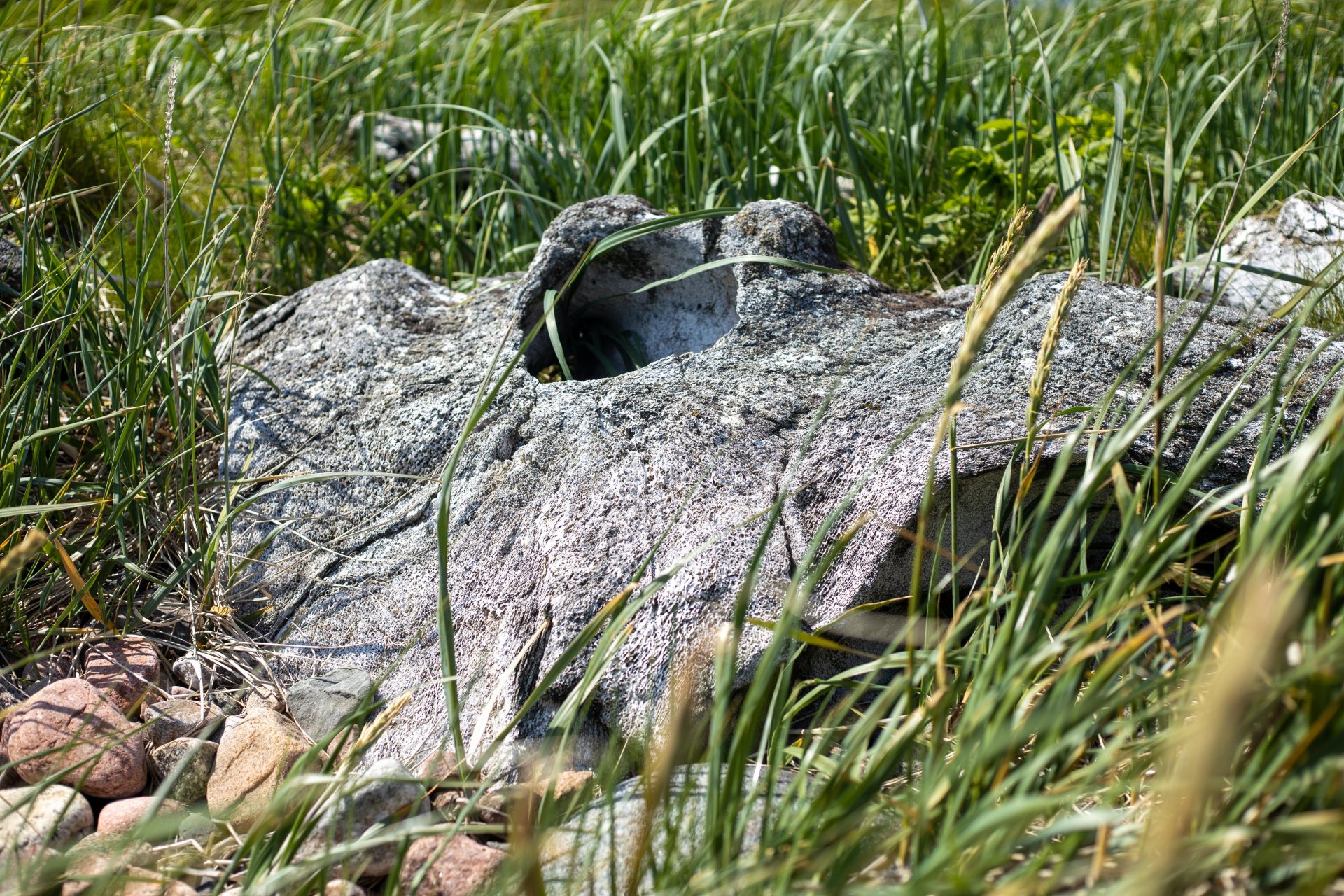 A fragment of whale skull on the Boney Shore Walking Trail in Red Bay, Labrador.
