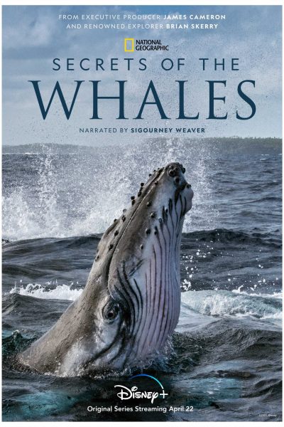 whales